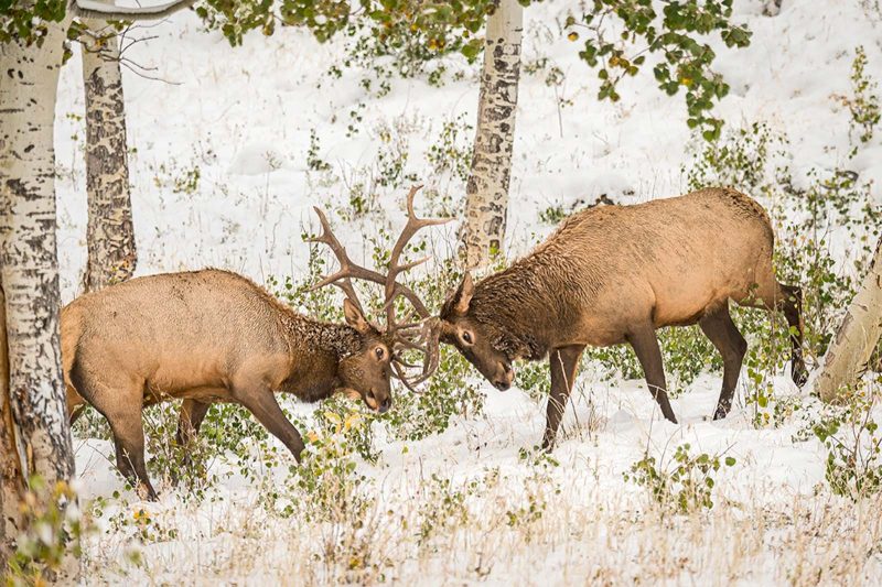 How to photograph elk