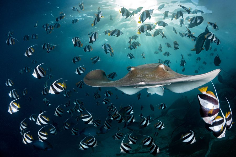 award winning underwater photography
