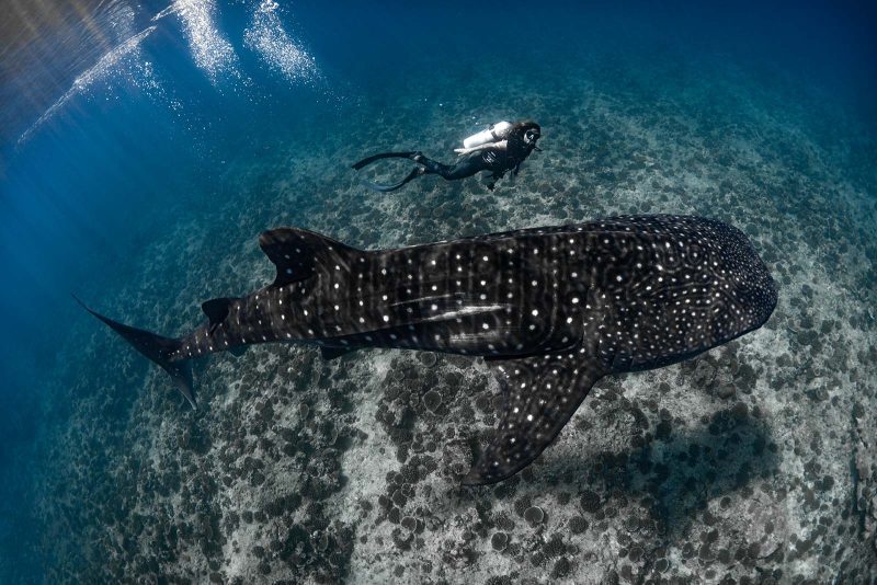 Whale shark and diver underwater photography