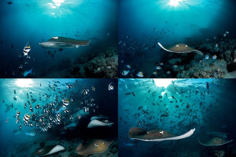 capturing an award winning photograph underwater