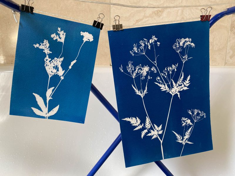 how to make cyanotypes