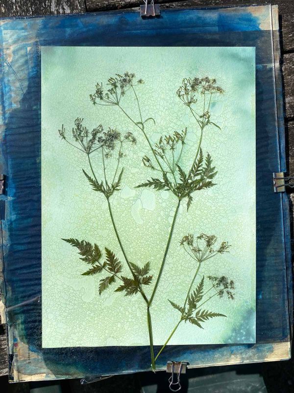 how to make a cyanotype