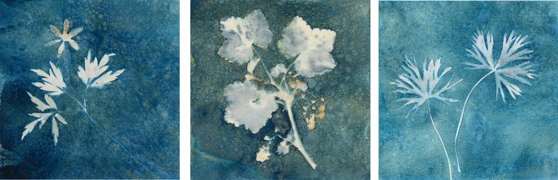 how to look after cyanotype photo