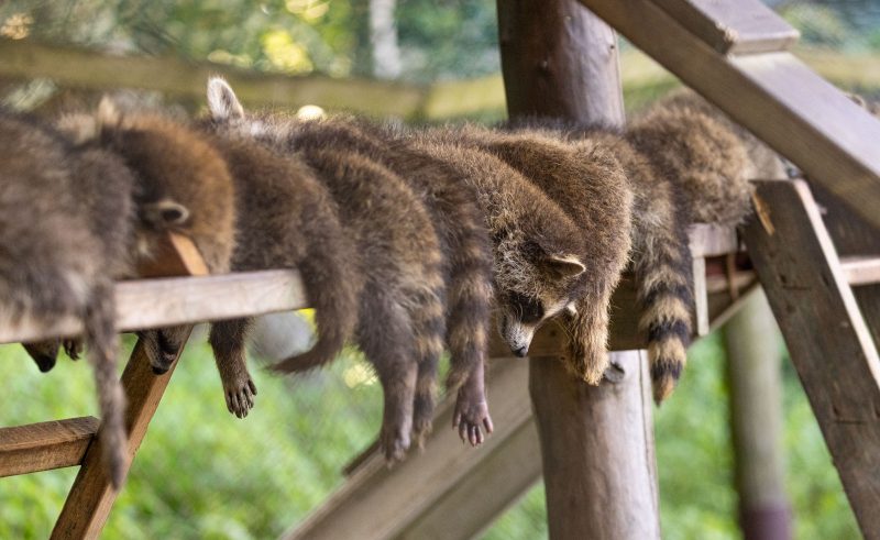 raccoon kits photograph at wildlife rehabilitation centre