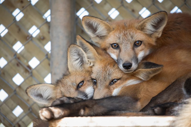 Wildlife rehab foxes photography