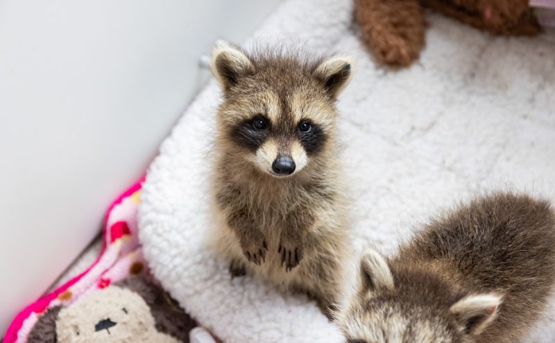 Raccoon at wildlife rehab photograph