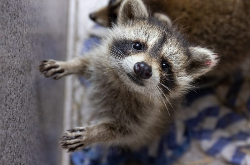Raccoon kit in wildlife rehab centre