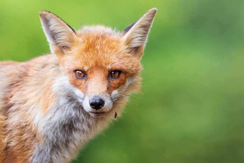 red fox stephanie foote photograph