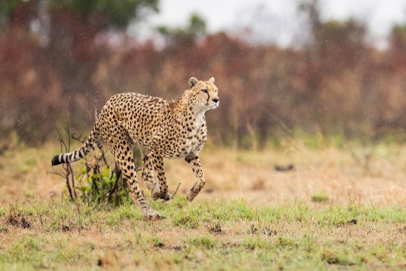 cheetah Stephanie foote photograph