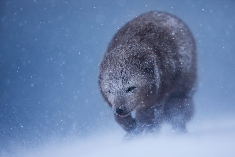 Arctic fox Stephanie Foote photograph