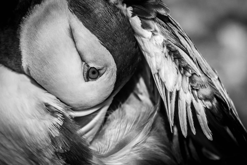 stephanie foote award winning image puffin black and white photography