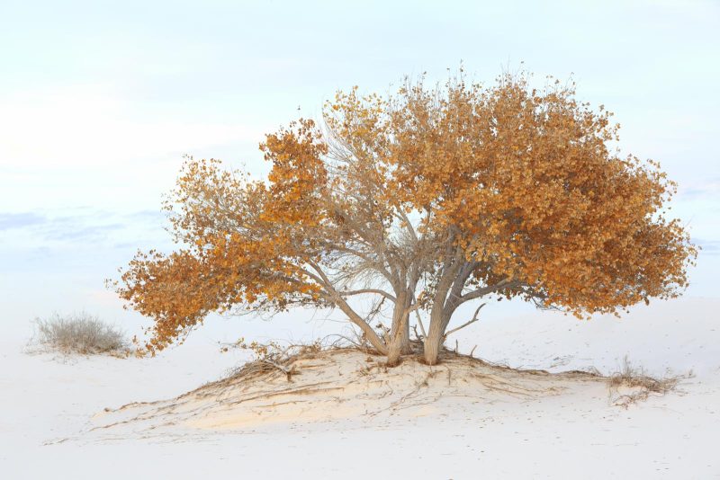 guide to white sands national park photography