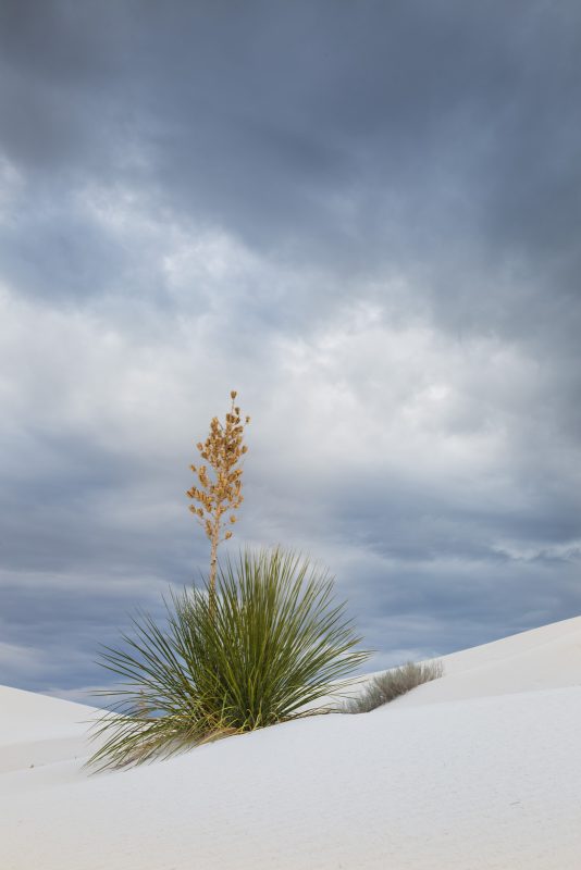 plants in white sands national park