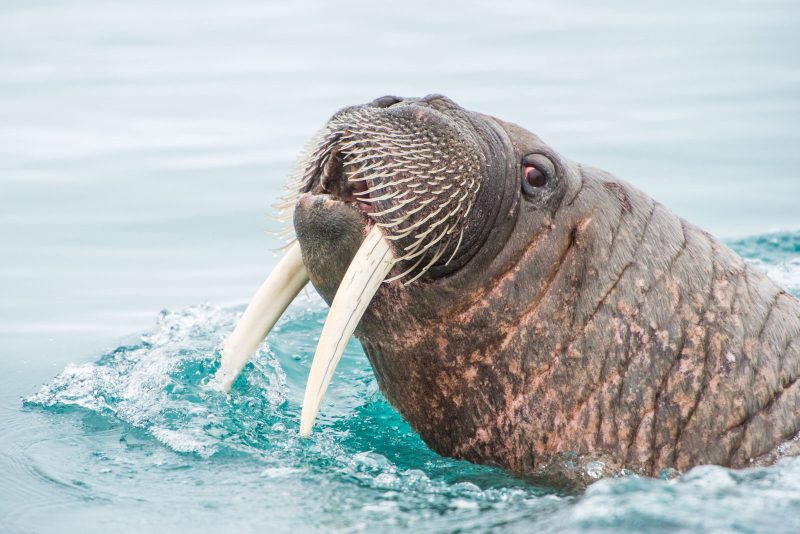 Michael snedic walrus photograph