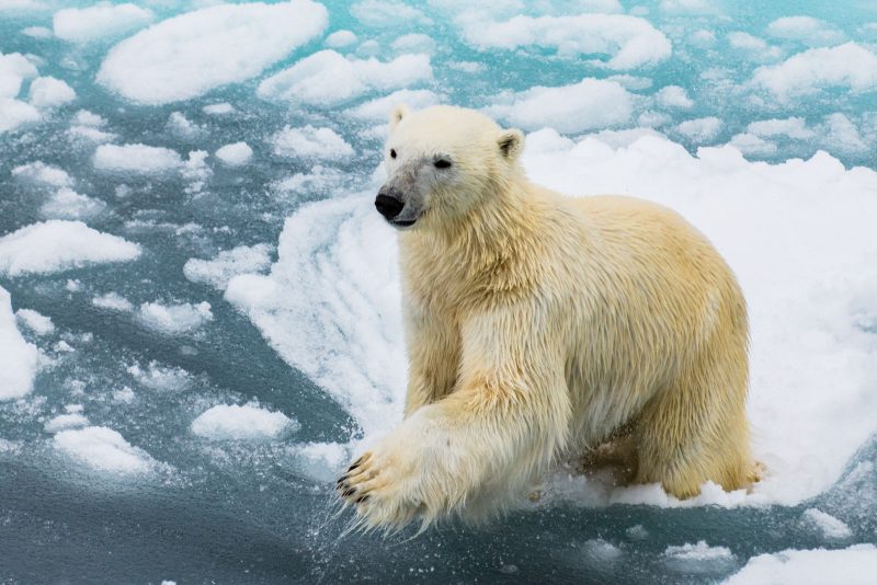 leaping polar bear photo