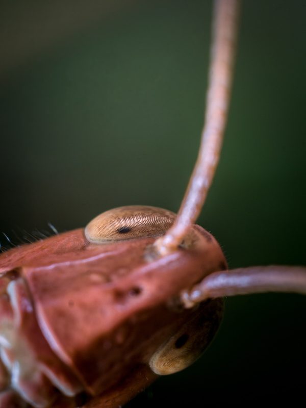 insect photography
