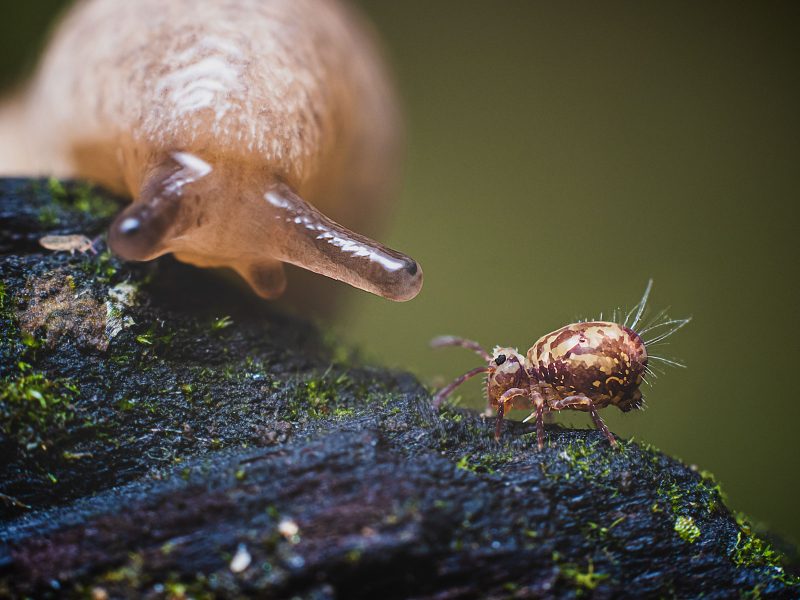 slug macro insect photography