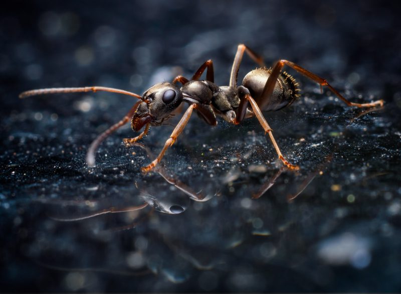 ant insect photography