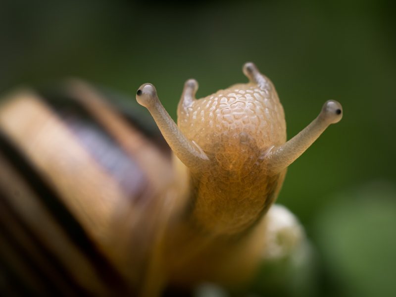 macro insect photography snail