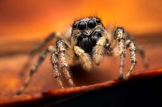 jumping spider photograph by Geraint Radford