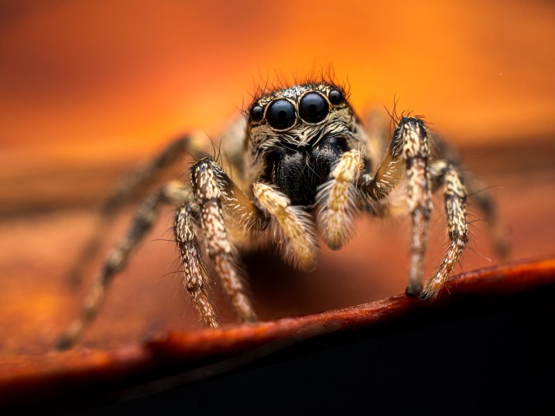 jumping spider photograph by Geraint Radford