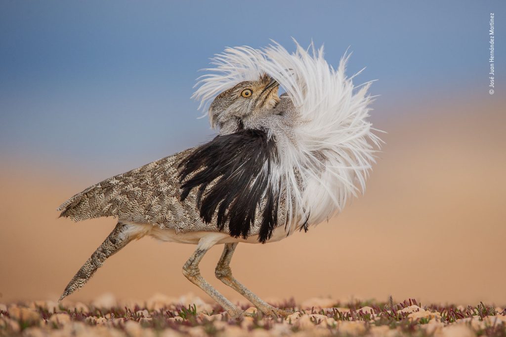 Winners of Wildlife Photographer of the Year 2022 Announced - Nature TTL