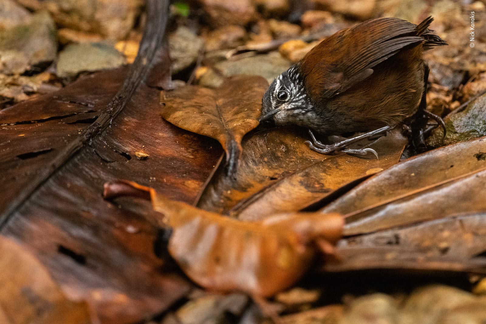 Winners of Wildlife Photographer of the Year 2022 Announced - Nature TTL