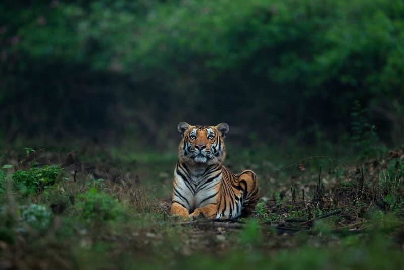 Yashas Narayan tiger photograph