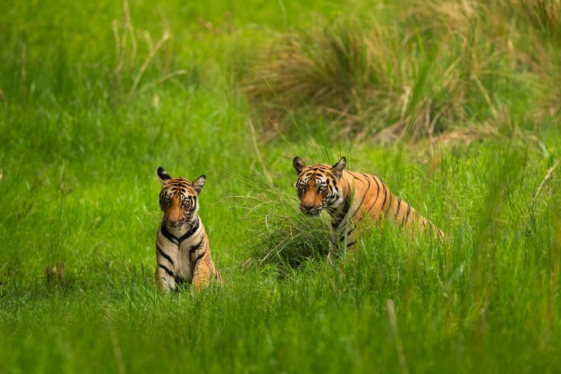 tiger and cub photograph