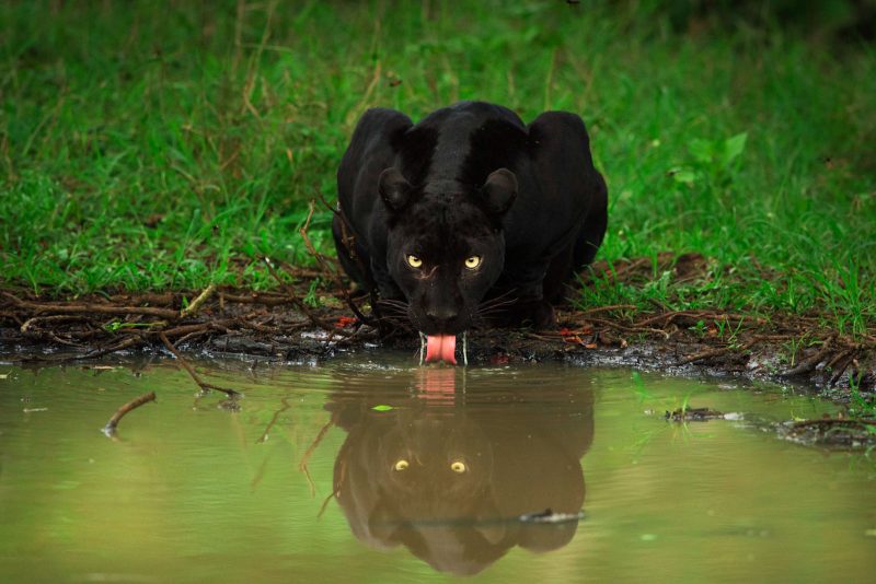 black panther Yashas Narayan