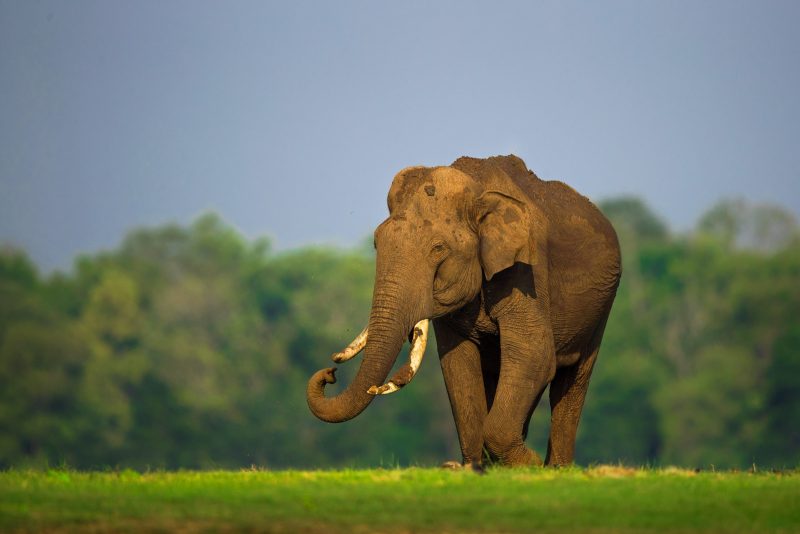 elephant photograph yashas Narayan