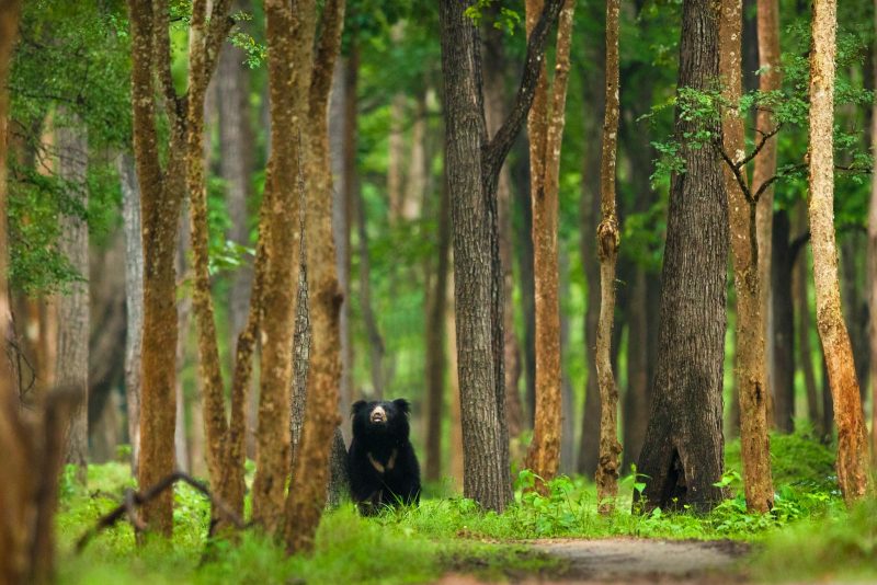 asian black bear photograph