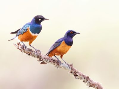 bird photography tips Africa
