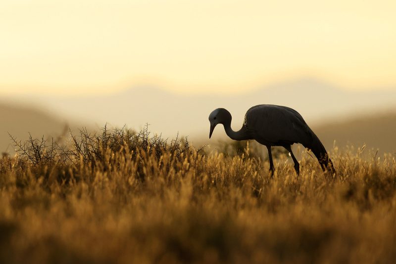 where to photograph birds in Africa
