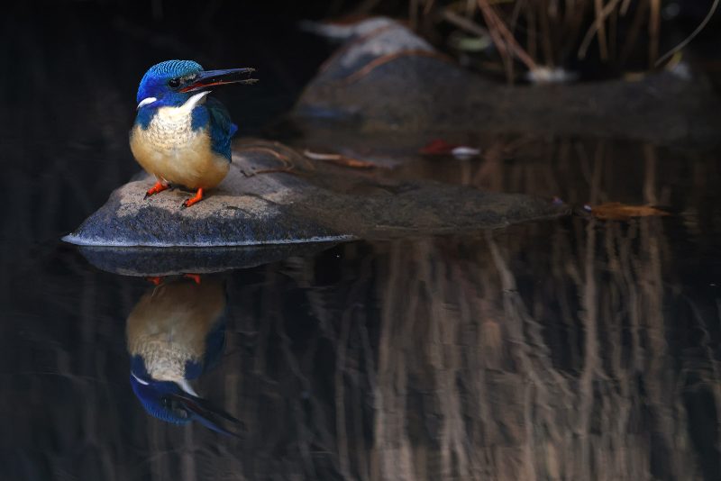 kingfisher in Africa bird photography tips