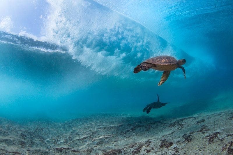 turtle in wave photograph