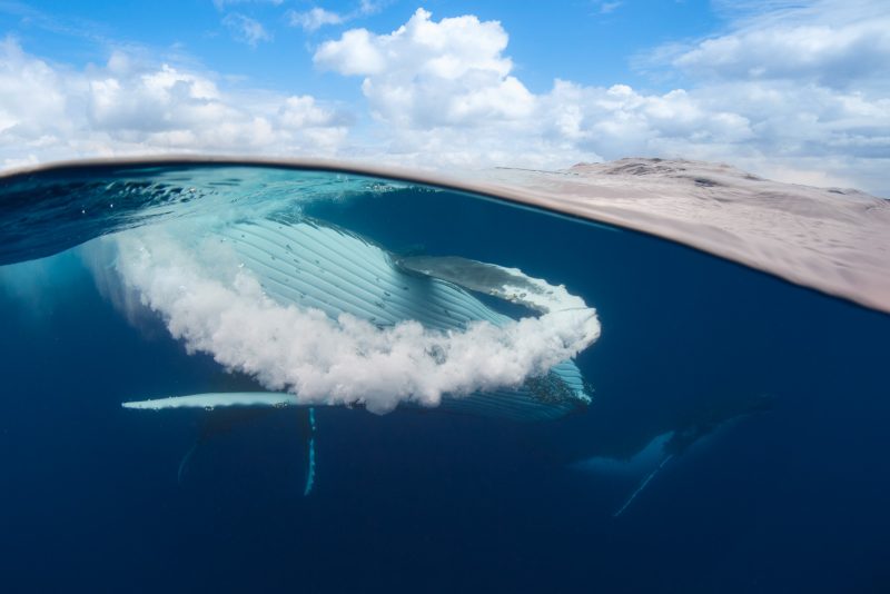 humpback whale split shot underwater photography