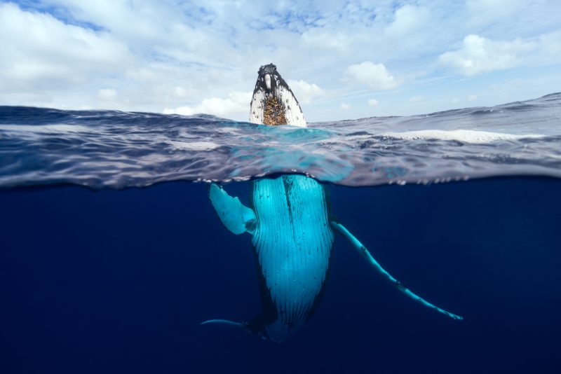 humpback whale underwater split shot Craig parry