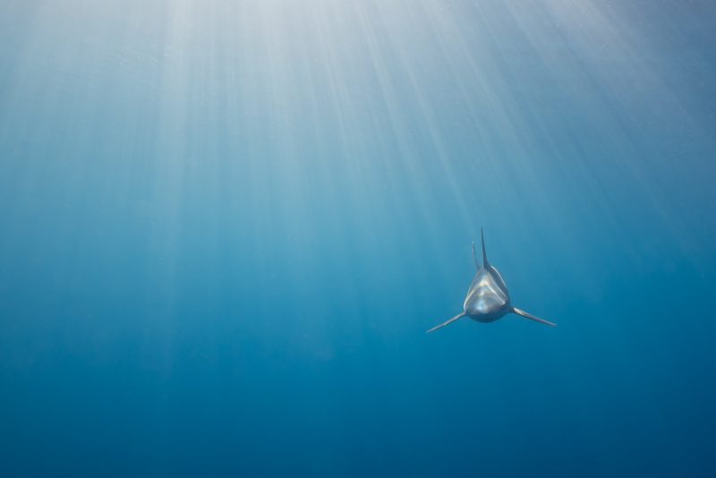 blue shark underwater photography Craig parry