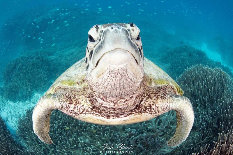 underwater photography fisheye lens