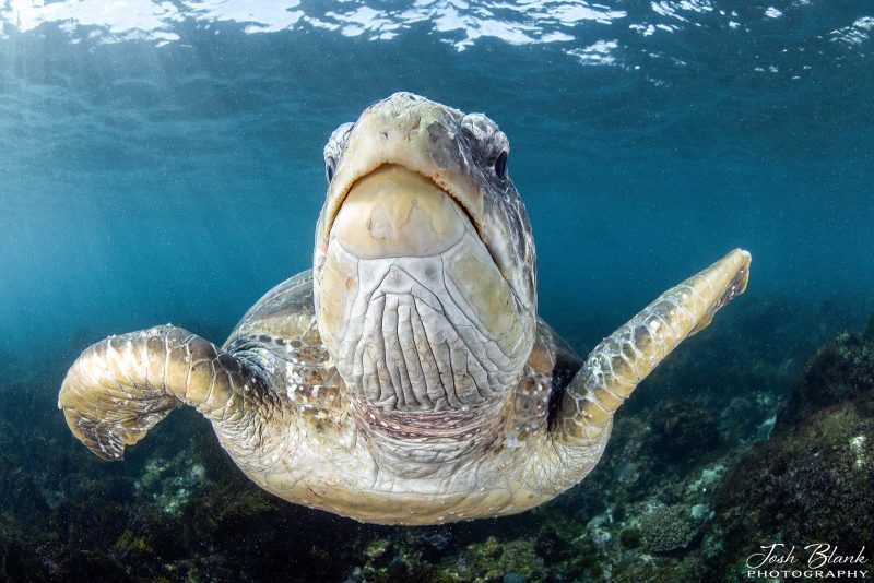 sea turtle with a fisheye lens
