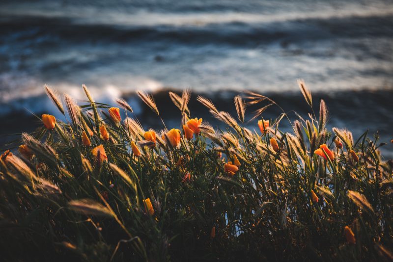 how to photograph coastal flowers