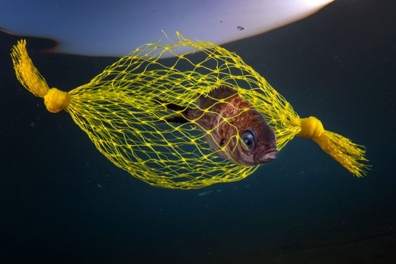 Pasquale Vassallo interview conservation photography underwater Mediterranean 