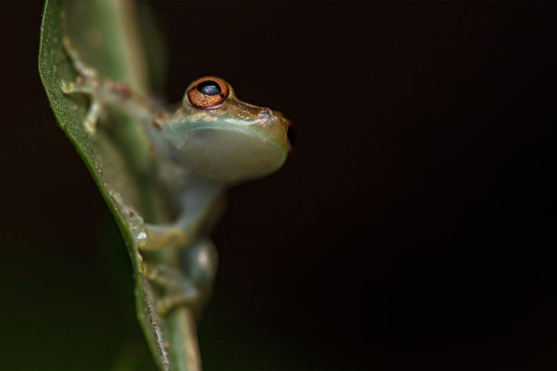 how to photograph rainforest frogs