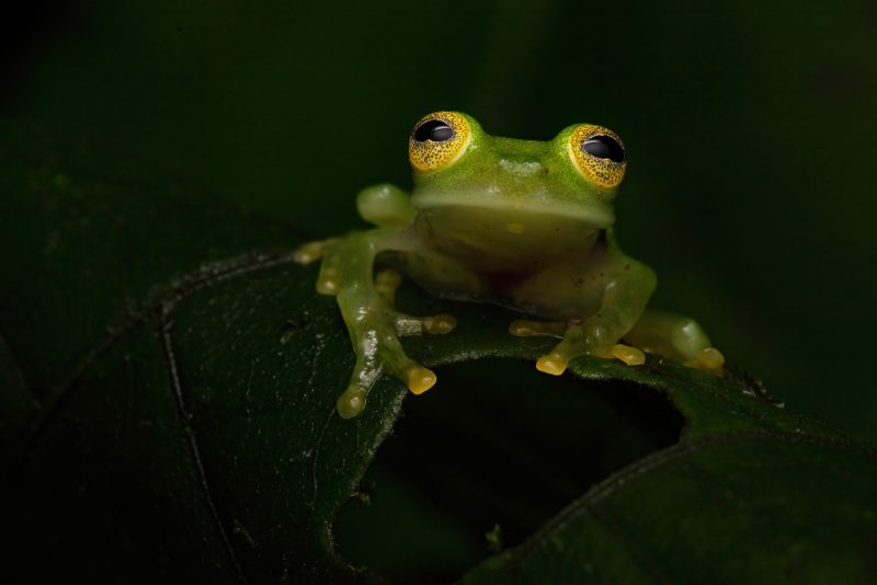 glass frog photograph