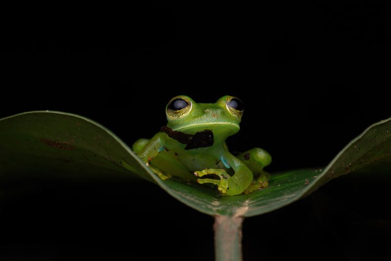photographing rainforest frogs