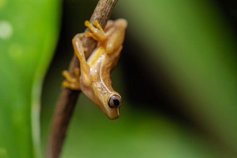 frog photography tips