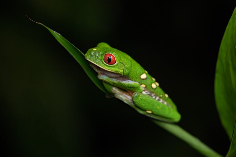 how to photograph rainforest frogs