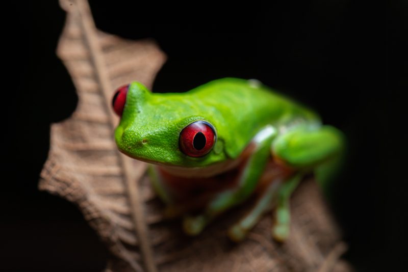 green-eyed tree frog