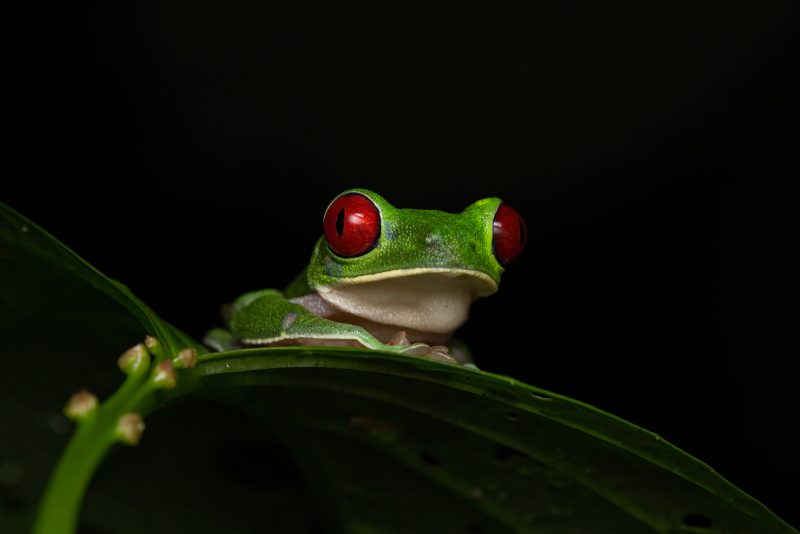how to photograph frogs